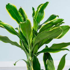 Dracaena Golden Coast