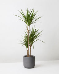 Dracaena Marginata