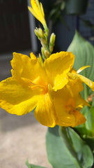Canna Lily Green