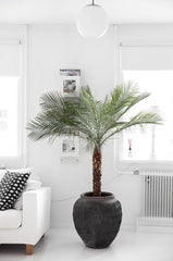 Phoenix roebelenii (Pygmy Date Palm)