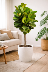 Fiddle Leaf Fig (Ficus Lyrata) – Premium Indoor Plant in White Ceramic Pot 180 cm