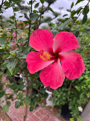 Hibiscus Plant with Nursery Pot 40 to 50 cm