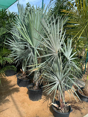 Blue Fan Palm (Bismarckia nobilis) – Premium Silver Landscape Palm 200 cm