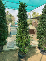 Ficus Nitida