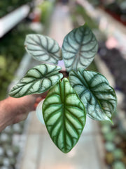 Alocasia Silver Dragon