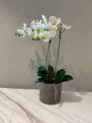 White Phalaenopsis Orchid with Upward Ceramic Pot – Product Description