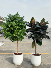Rubber Plant & Chamaedorea Bundle in White Ceramic Pot 140 to 150 cm