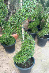 Ehretia Spiral Shaped