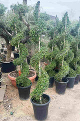 Ehretia Spiral Shaped