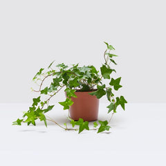 English Ivy / Hedera Helix