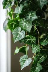 English Ivy / Hedera Helix