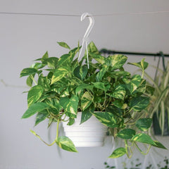 Epipremnum Aureum ‘Golden Pothos’ Hanging