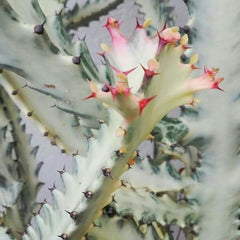 Euphorbia Lactea ‘White Ghost’ Cactus