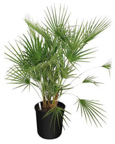 Chamaerops humilis