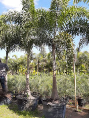 Foxtail Palm