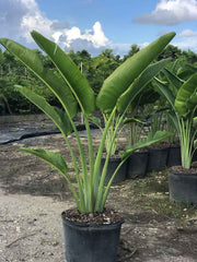 Ravenala Madagascariensis "Traveller's Palm