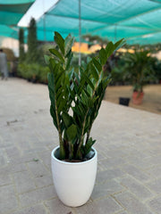 Three Plant Bundle – Two Snake Plants & One Zamia 45 cm
With Premium White Ceramic Pot Bundle