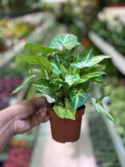 Syngonium Arrow