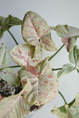 Syngonium Milk Confetti