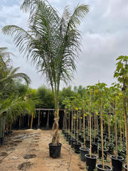 Coconut Palm (Cocos Nucifera)