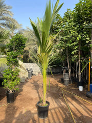 Coconut Palm (Cocos Nucifera)
