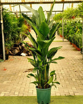 Strelitzia reginae (Bird of Paradise)