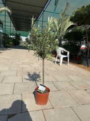 Olive Trees