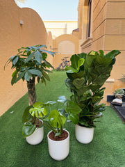 🌿 Premium Green Trio Bundle – With White Ceramic Pots 90 to 110 cm