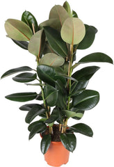 Ficus elastica (Rubber Fig / Rubber Plant)