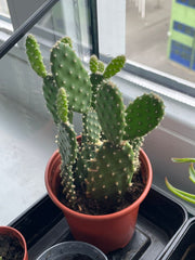 Prickly Pear Cactus (Opuntia spp.)