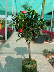 Camellia Plant – 120 cm