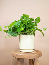 Golden Pothos Hanging