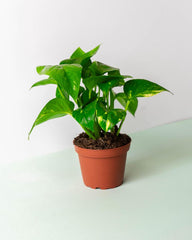 Golden Pothos