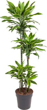 Dracaena Golden Coast