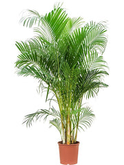 Areca Palm (Dypsis lutescens / Chrysalidocarpus lutescens)