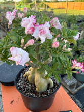 Desert Rose