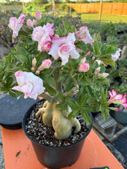 Desert Rose