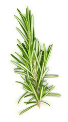 Rosemary (Rosmarinus officinalis)