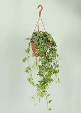 English Ivy / Hedera Helix