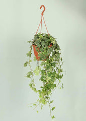 English Ivy / Hedera Helix