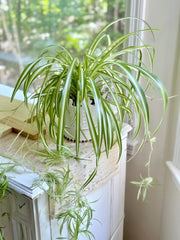 Spider Plant (Chlorophytum comosum)