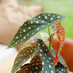 Polka Dot Begonia (Begonia maculata)