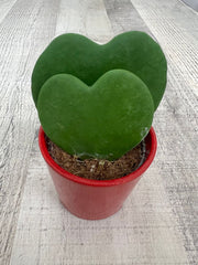 Hoya Kerrii – Two Hearts