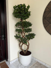 S-Shape Bonsai Tree – 190 cm | Premium Indoor/Outdoor Plant