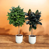 Rubber Plant & Chamaedorea Bundle in White Ceramic Pot 140 to 150 cm