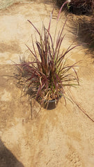 Pennisetum setaceum ‘Rubrum’