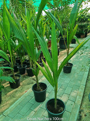 Coconut Palm (Cocos Nucifera)