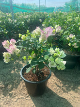 Bougainvillea Mix Color