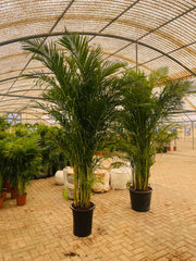 Areca Palm (Dypsis lutescens / Chrysalidocarpus lutescens)