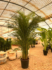 Areca Palm (Dypsis lutescens / Chrysalidocarpus lutescens)